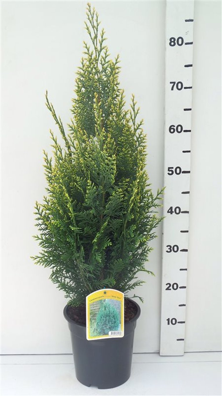 Chamaecyparis l. 'White Spot' - C3 40-50 CM